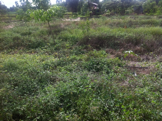 ต้องการขายสวนยางพารา ต้องการขายสวนยางพารา