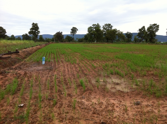 ต้องการขายสวนยางพารา ต้องการขายสวนยางพารา