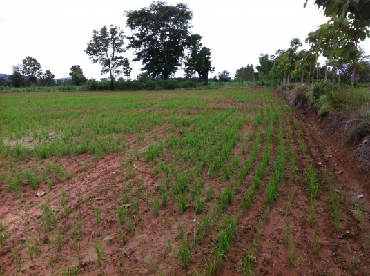 ต้องการขายสวนยางพารา ต้องการขายสวนยางพารา