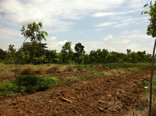 ต้องการขายสวนยางพารา ต้องการขายสวนยางพารา