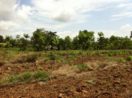 ต้องการขายสวนยางพารา ต้องการขายสวนยางพารา