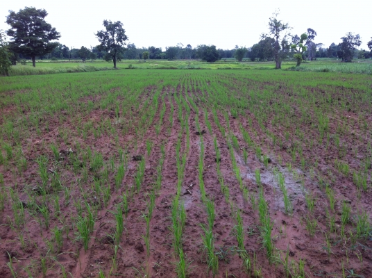 ต้องการขายสวนยางพารา ต้องการขายสวนยางพารา