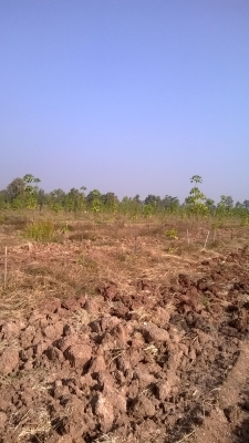 ต้องการขายสวนยางพารา