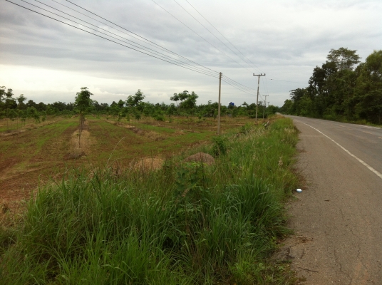 ต้องการขายสวนยางพารา ต้องการขายสวนยางพารา