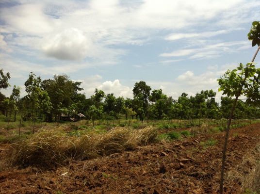 ต้องการขายสวนยางพารา ต้องการขายสวนยางพารา