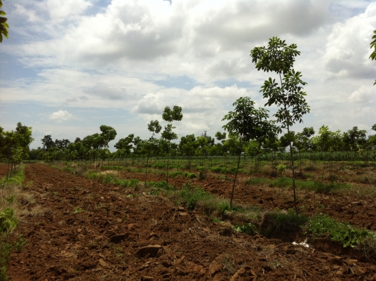 ต้องการขายสวนยางพารา ต้องการขายสวนยางพารา