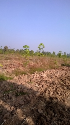 ต้องการขายสวนยางพารา ต้องการขายสวนยางพารา