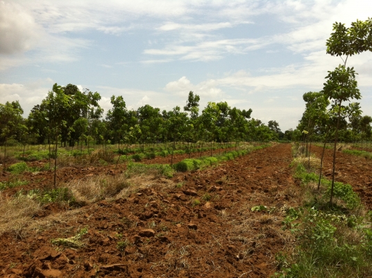 ต้องการขายสวนยางพารา ต้องการขายสวนยางพารา