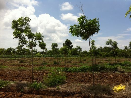 ต้องการขายสวนยางพารา ต้องการขายสวนยางพารา