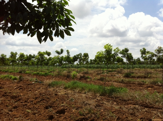 ต้องการขายสวนยางพารา ต้องการขายสวนยางพารา