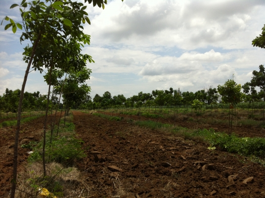 ต้องการขายสวนยางพารา ต้องการขายสวนยางพารา