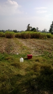 ต้องการขายที่ดิน