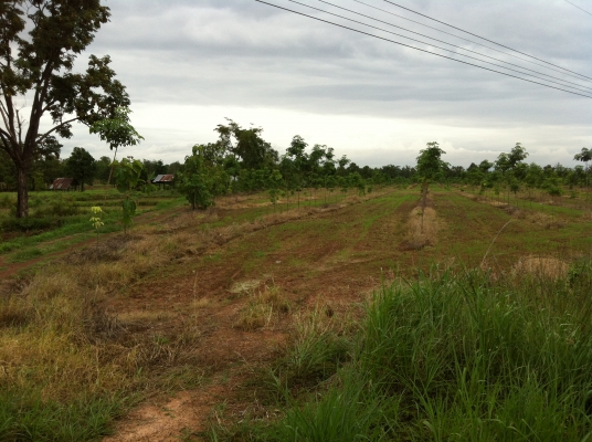 ต้องการขายที่ดิน