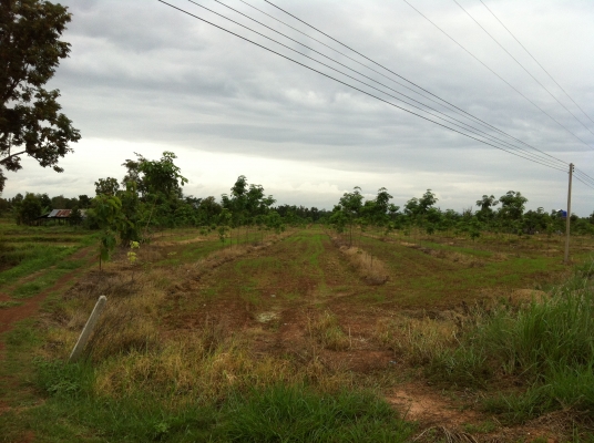 ต้องการขายที่ดิน