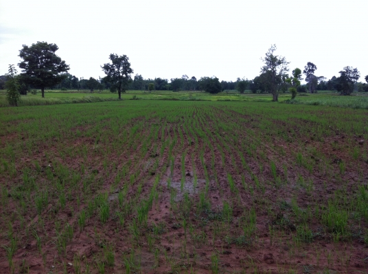 ต้องการขายที่ดิน