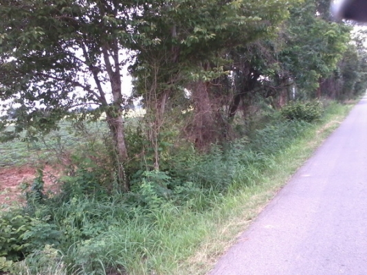 ขายที่ดิน 3 ไร่  ติดทางหลวง 201 ทำเลธุรกิจ  บ้านหนองบัวน้อย อ.สีคิ้ว