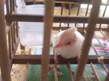 นกกรงหัวจุกเผือก