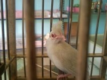 นกกรงหัวจุกเผือก