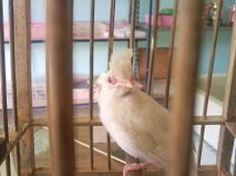 นกกรงหัวจุกเผือก