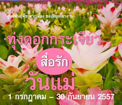 เชิญเที่ยวชม ทุ่งดอกกระเจียว สื่อรักวันแม่ 1ก.ค.2557-30 ก.ย.2557 โทร.084-412-4646,089-837-3277