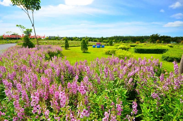 เชิญเที่ยวชม ทุ่งดอกกระเจียว สื่อรักวันแม่ 1ก.ค.2557-30 ก.ย.2557 โทร.084-412-4646,089-837-3277