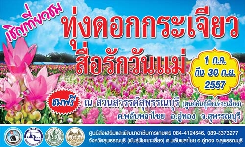 เชิญเที่ยวชม ทุ่งดอกกระเจียว สื่อรักวันแม่ 1ก.ค.2557-30 ก.ย.2557 โทร.084-412-4646,089-837-3277