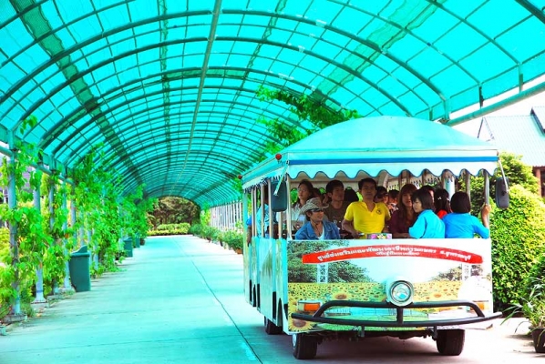 เชิญเที่ยวชม ทุ่งดอกกระเจียว สื่อรักวันแม่ 1ก.ค.2557-30 ก.ย.2557 โทร.084-412-4646,089-837-3277