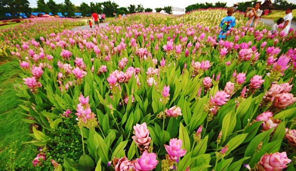 เชิญเที่ยวชม ทุ่งดอกกระเจียว สื่อรักวันแม่ 1ก.ค.2557-30 ก.ย.2557 โทร.084-412-4646,089-837-3277