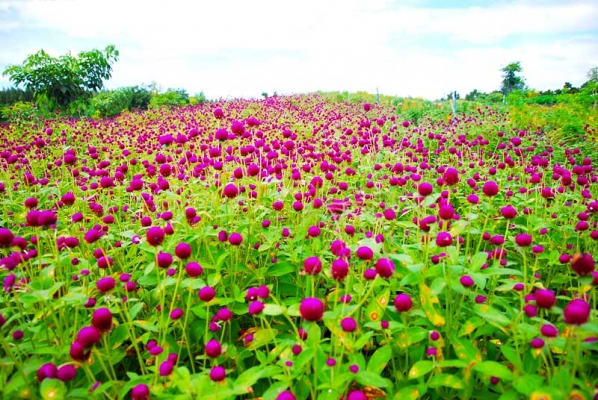 เชิญเที่ยวชม ทุ่งดอกกระเจียว สื่อรักวันแม่ 1ก.ค.2557-30 ก.ย.2557 โทร.084-412-4646,089-837-3277