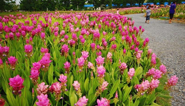 เชิญเที่ยวชม ทุ่งดอกกระเจียว สื่อรักวันแม่ 1ก.ค.2557-30 ก.ย.2557 โทร.084-412-4646,089-837-3277