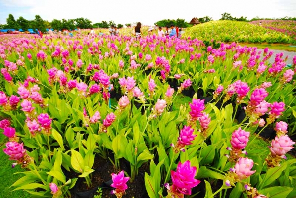 เชิญเที่ยวชม ทุ่งดอกกระเจียว สื่อรักวันแม่ 1ก.ค.2557-30 ก.ย.2557 โทร.084-412-4646,089-837-3277