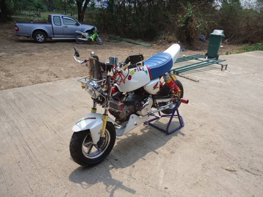 ขายกอลิล่าญี่ปุ่น สวยๆัสักคัน