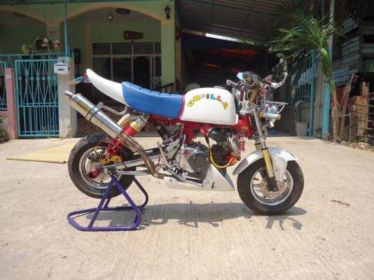 ขายกอลิล่าญี่ปุ่น สวยๆัสักคัน