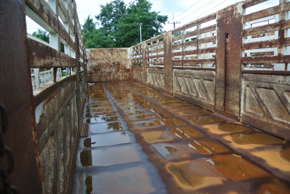 SMM สามเพลาไม่ดั้ม     ขายย่อมเยาว์  350,000  บาทค่ะ