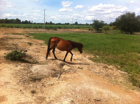 ม้าพันธุ์ไทยแท้ สวยๆ