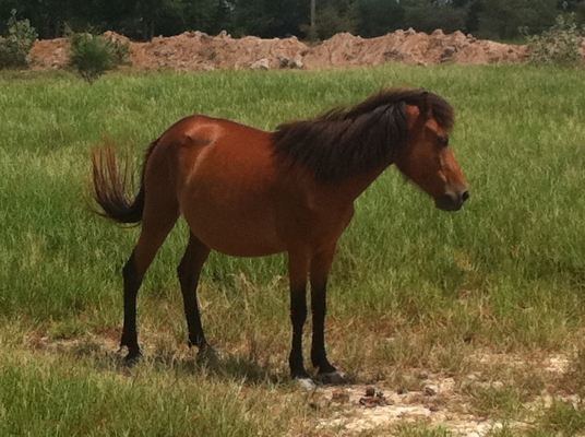 ม้าพันธุ์ไทยแท้ สวยๆ