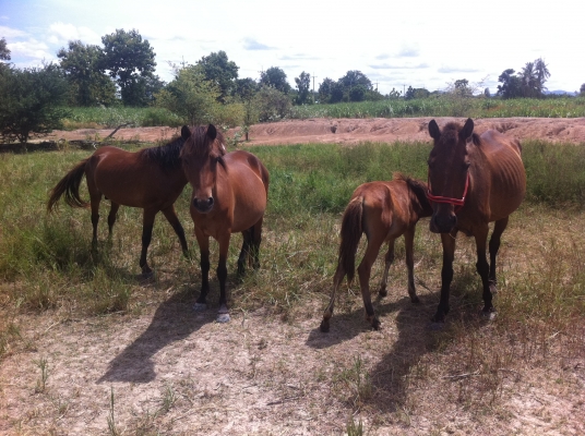 ม้าพันธุ์ไทยแท้ สวยๆ