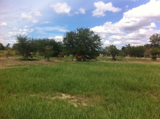 ม้าพันธุ์ไทยแท้ สวยๆ