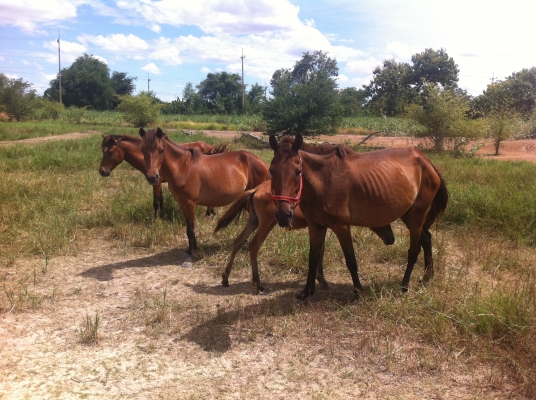 ม้าพันธุ์ไทยแท้ สวยๆ