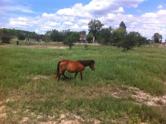 ม้าพันธุ์ไทยแท้ สวยๆ