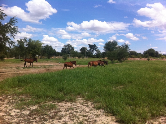 ม้าพันธุ์ไทยแท้ สวยๆ