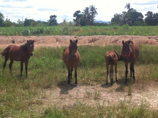 ม้าพันธุ์ไทยแท้ สวยๆ