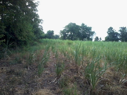 ขายที่ดินทำเลทอง 5-1-95 ไร่ ติดทางหลวง 201 กม.6 อ.สีคิ้ว ขายที่ดินทำเลทอง 5-1-95 ไร่ ติดทางหลวง 201 กม.6 อ.สีคิ้ว