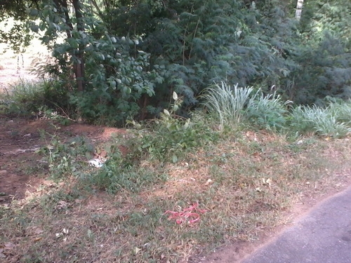 ขายที่ดินทำเลทอง 5-1-95 ไร่ ติดทางหลวง 201 กม.6 อ.สีคิ้ว ขายที่ดินทำเลทอง 5-1-95 ไร่ ติดทางหลวง 201 กม.6 อ.สีคิ้ว