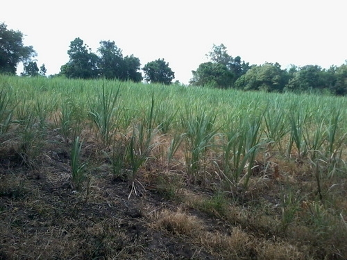 ขายที่ดินทำเลทอง 5-1-95 ไร่ ติดทางหลวง 201 กม.6 อ.สีคิ้ว ขายที่ดินทำเลทอง 5-1-95 ไร่ ติดทางหลวง 201 กม.6 อ.สีคิ้ว