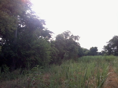 ขายที่ดินทำเลทอง 5-1-95 ไร่ ติดทางหลวง 201 กม.6 อ.สีคิ้ว ขายที่ดินทำเลทอง 5-1-95 ไร่ ติดทางหลวง 201 กม.6 อ.สีคิ้ว