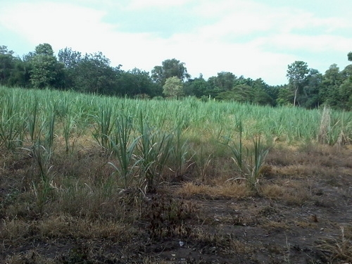 ขายที่ดินทำเลทอง 5-1-95 ไร่ ติดทางหลวง 201 กม.6 อ.สีคิ้ว ขายที่ดินทำเลทอง 5-1-95 ไร่ ติดทางหลวง 201 กม.6 อ.สีคิ้ว