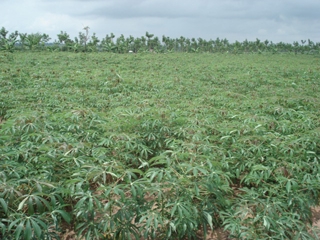 ขายที่ดินสวย โฉนดพร้อมโอน อ.ขามทะเลสอ จ.นครราชสีมา ด่วน 50ไร่ๆละ300,000 สนใจติดต่อคุณพิเชษฐ์ 081-3194528,089-3124728 ขายที่ดินสวย โฉนดพร้อมโอน อ.ขามทะเลสอ จ.นครราชสีมา ด่วน 50ไร่ๆละ300,000 สนใจติดต่อคุณพิเชษฐ์ 081-3194528,089-3124728