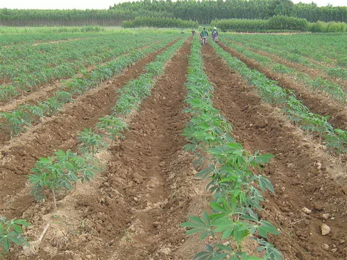 ขายที่ดินสวย โฉนดพร้อมโอน อ.ขามทะเลสอ  จ.นครราชสีมา ด่วน  50ไร่ๆละ300,000  สนใจติดต่อคุณพิเชษฐ์  081-3194528,089-3124728