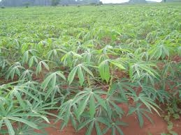 ขายที่ดินสวย โฉนดพร้อมโอน อ.ขามทะเลสอ จ.นครราชสีมา ด่วน 50ไร่ๆละ300,000 สนใจติดต่อคุณพิเชษฐ์ 081-3194528,089-3124728 ขายที่ดินสวย โฉนดพร้อมโอน อ.ขามทะเลสอ จ.นครราชสีมา ด่วน 50ไร่ๆละ300,000 สนใจติดต่อคุณพิเชษฐ์ 081-3194528,089-3124728